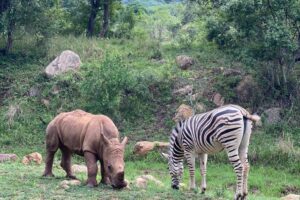 Baby rhino and zebra grazing